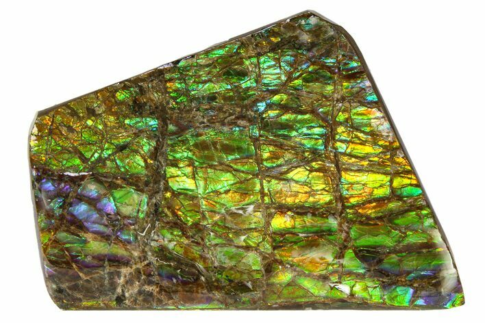 Iridescent Ammolite (Fossil Ammonite Shell) - Rainbow Colors #293290